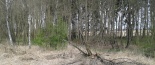 �tvr��ci ve Vod�rensk�m lese