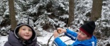 Strom pro zv���tka